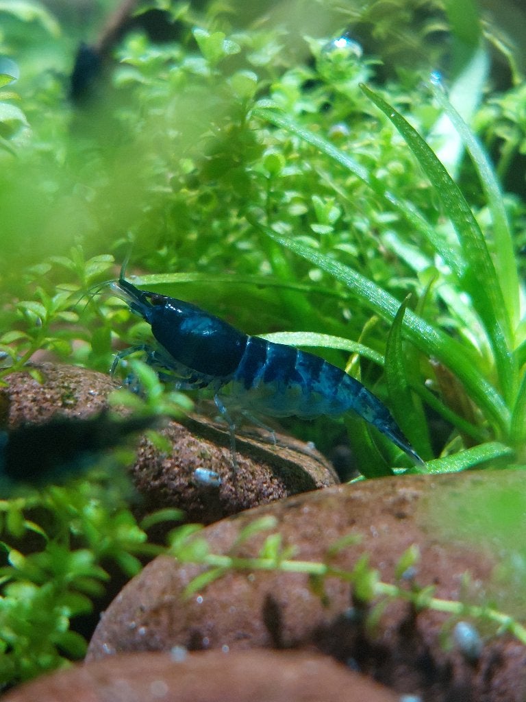 Jonge blauwe garnalen (geschikt voor kraanwater), Kreeft, Krab of Garnaal, Zoetwatervis, Schoolvis