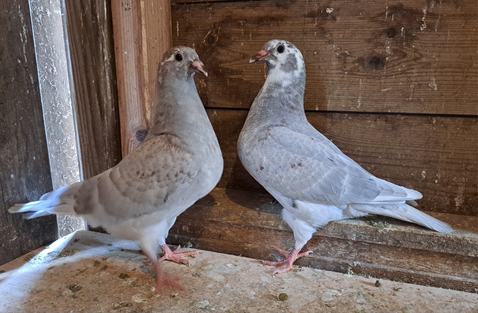 2 piepers, Geslacht onbekend