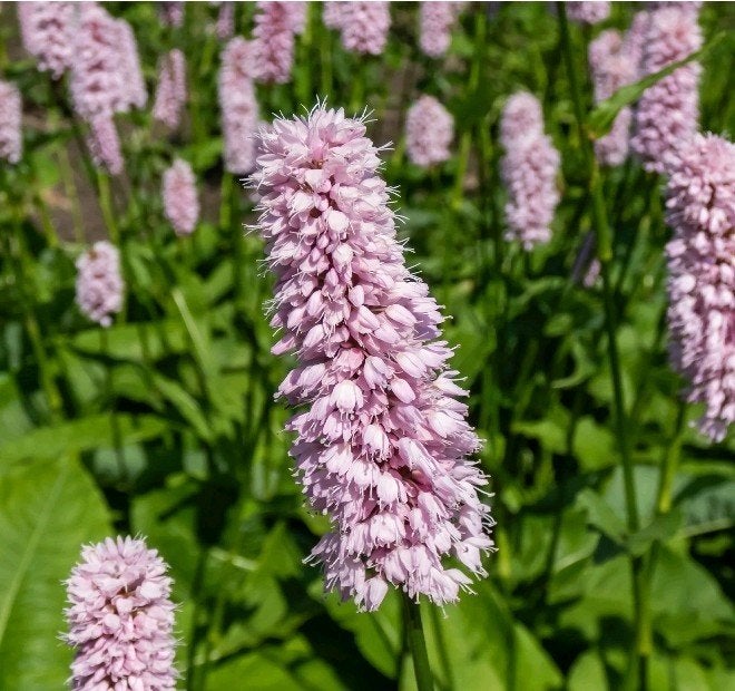 Persicaria Bistorta Superba, Adderwortel, Bodembedekkers, Vaste plant, Ophalen of Verzenden, Halfschaduw