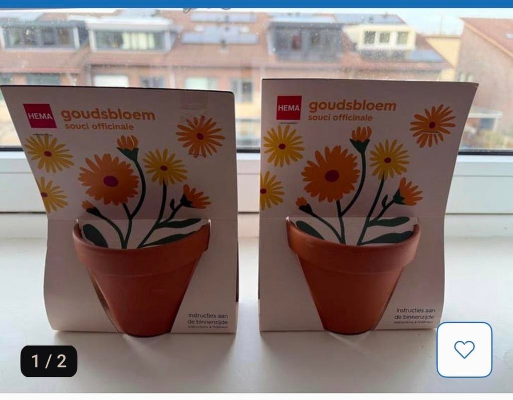 Hema Goudsbloem Kweeksetje - Souci Officinale, Ophalen of Verzenden, Voorjaar, Volle zon, Zaad