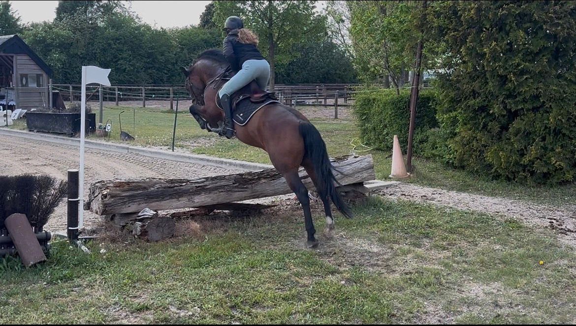 All round New Forest pony te koop, Met stamboom, Ruin, Springpony, L