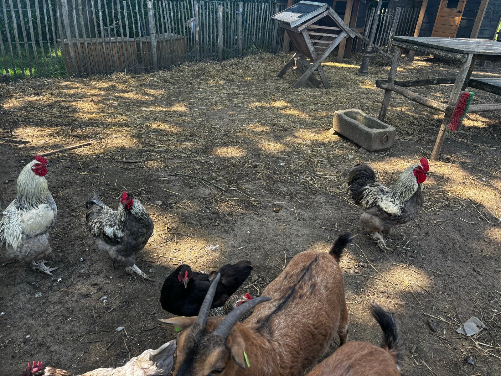 1 grijze en 1 wijt grijze haan gratis afhalen, Dieren en Toebehoren, Pluimvee, Mannelijk, Kip