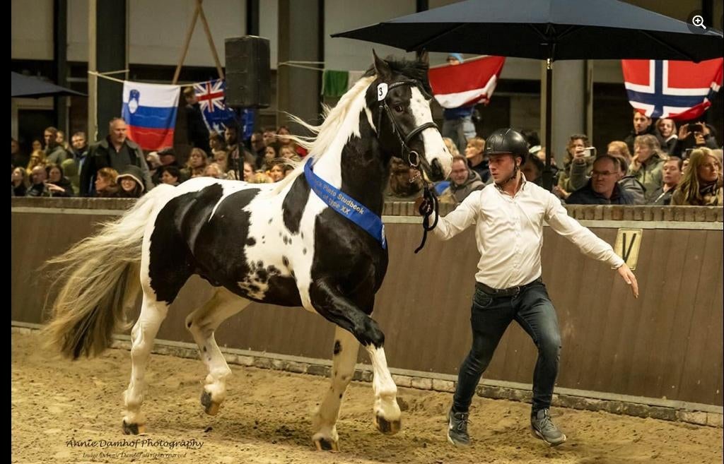 Ter dekking Wodan Ster 82 Barock Pinto Homozygoot, Hengst