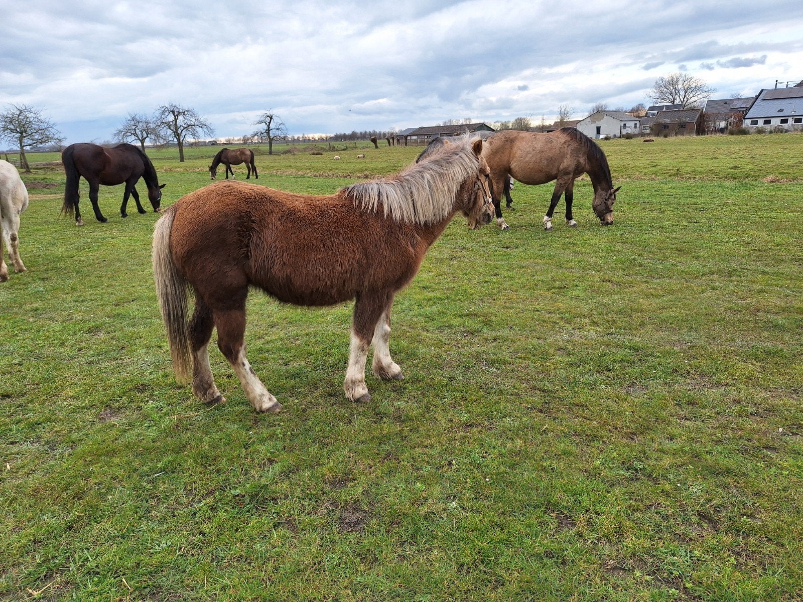 3 verzorgsters voor 2 pony s  gezocht, Dieren en Toebehoren, Paarden en Pony's | Overige Paardenspullen, Ophalen of Verzenden