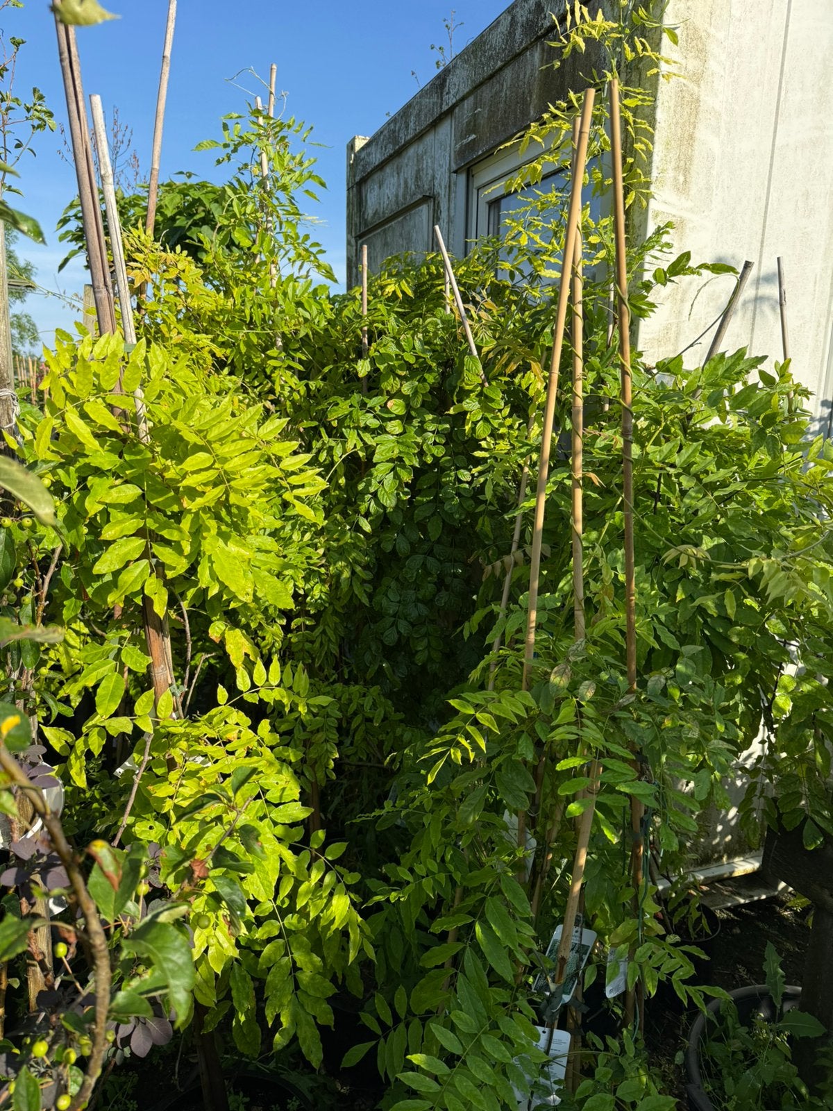 Blauwe regens of wisteria div maten en soorten gestekt, Ophalen, Vaste plant, Halfschaduw, Klimplanten