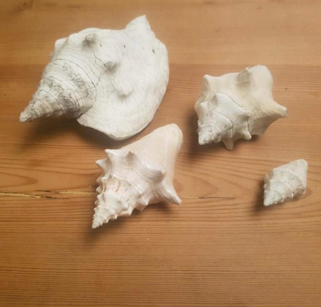 4 mooie schelpjes, Ophalen of Verzenden, Zo goed als nieuw, Paard, Opgezet dier
