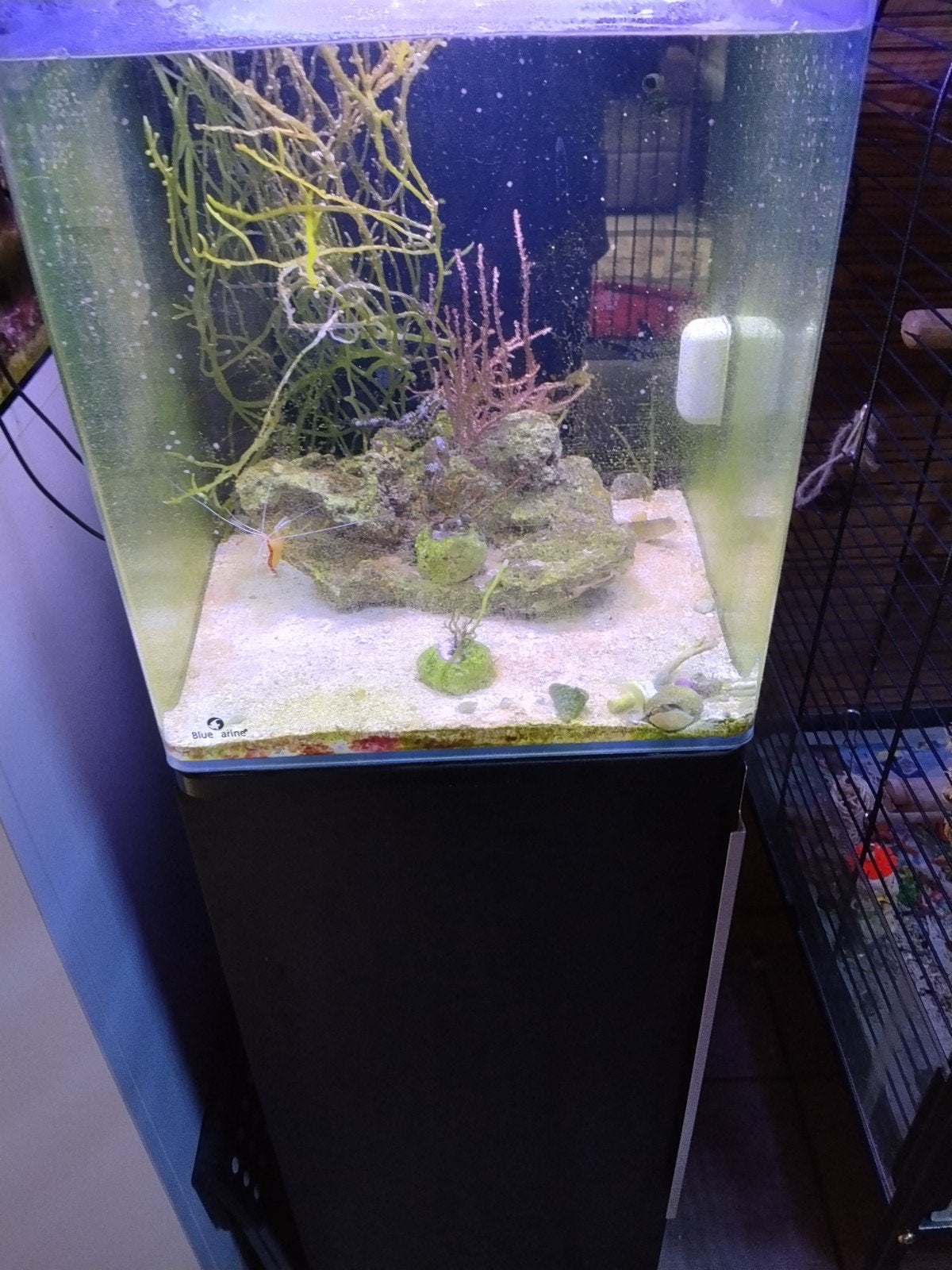 zeeaquarium met zeepaardjes, Dieren en Toebehoren, Ophalen