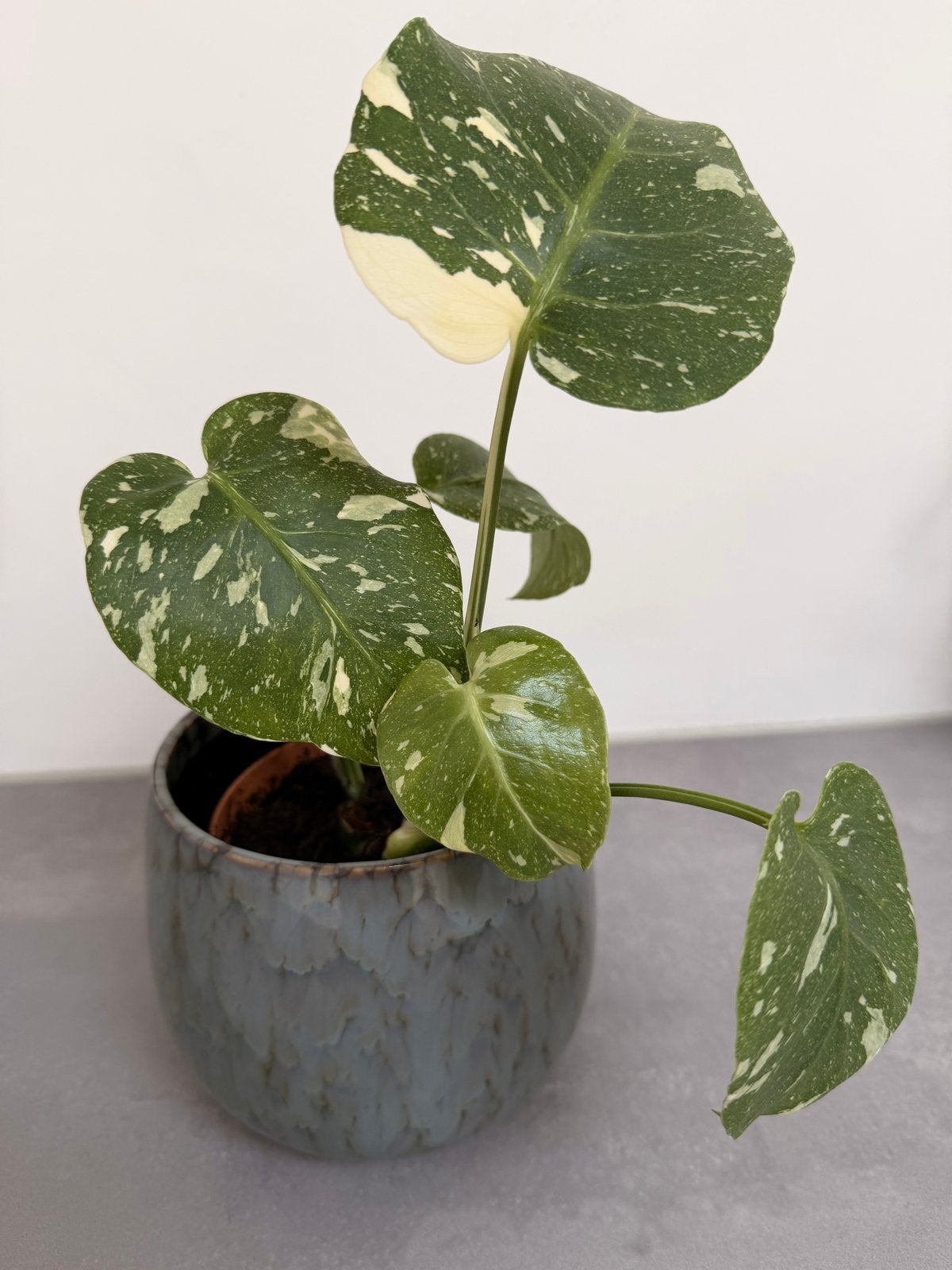 Monstera Thai Constellation, Ophalen, Overige soorten, Halfschaduw, In pot