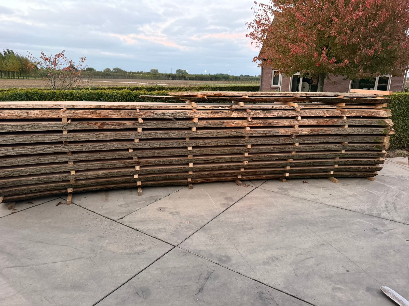 9 xxxl eiken boomstambladen 590x 90-100x8 cm