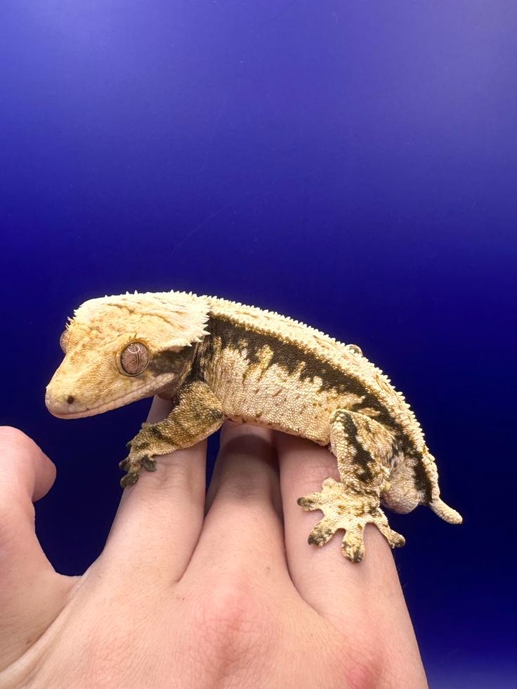 Wimpergekko man tricolor Crested Gecko - male for sale from RX Cresties