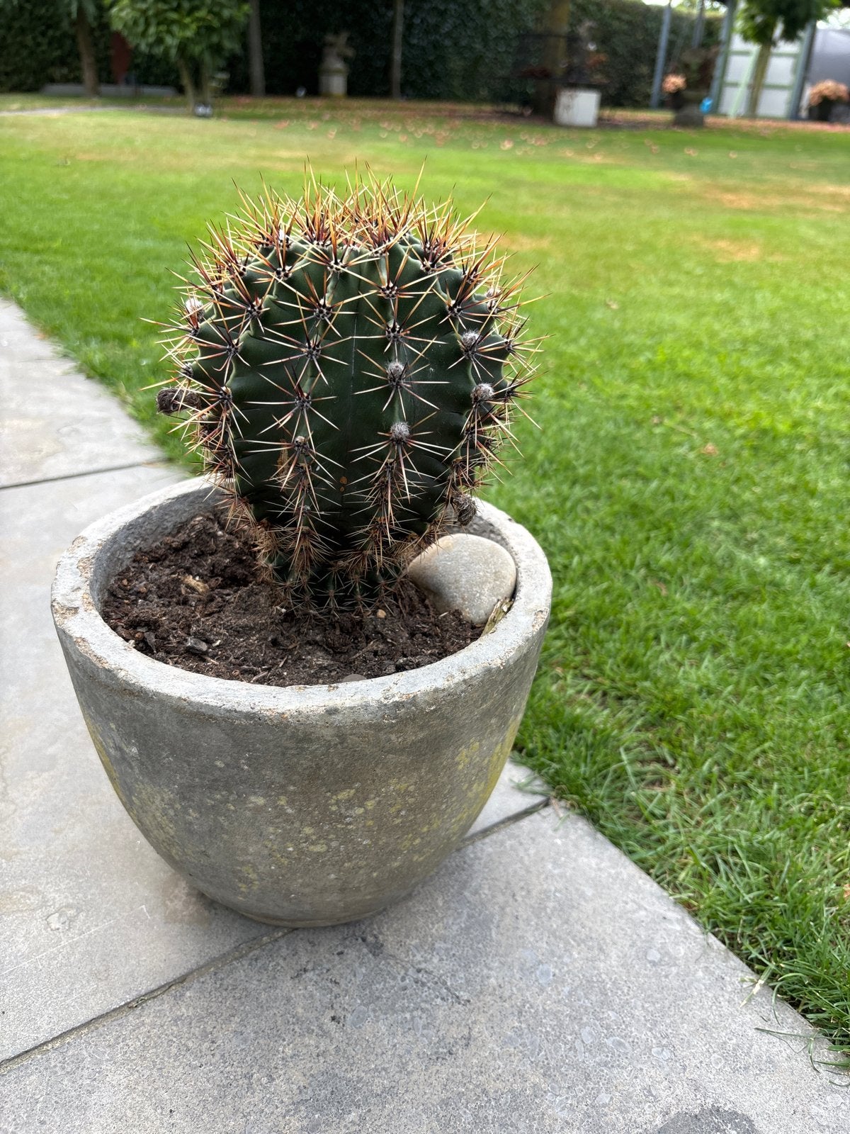 Grote cactus in pot - Ideaal voor zonliefhebbers, Tuin en Terras, Planten | Tuinplanten, Volle zon, Vaste plant, Bloeit niet, Ophalen
