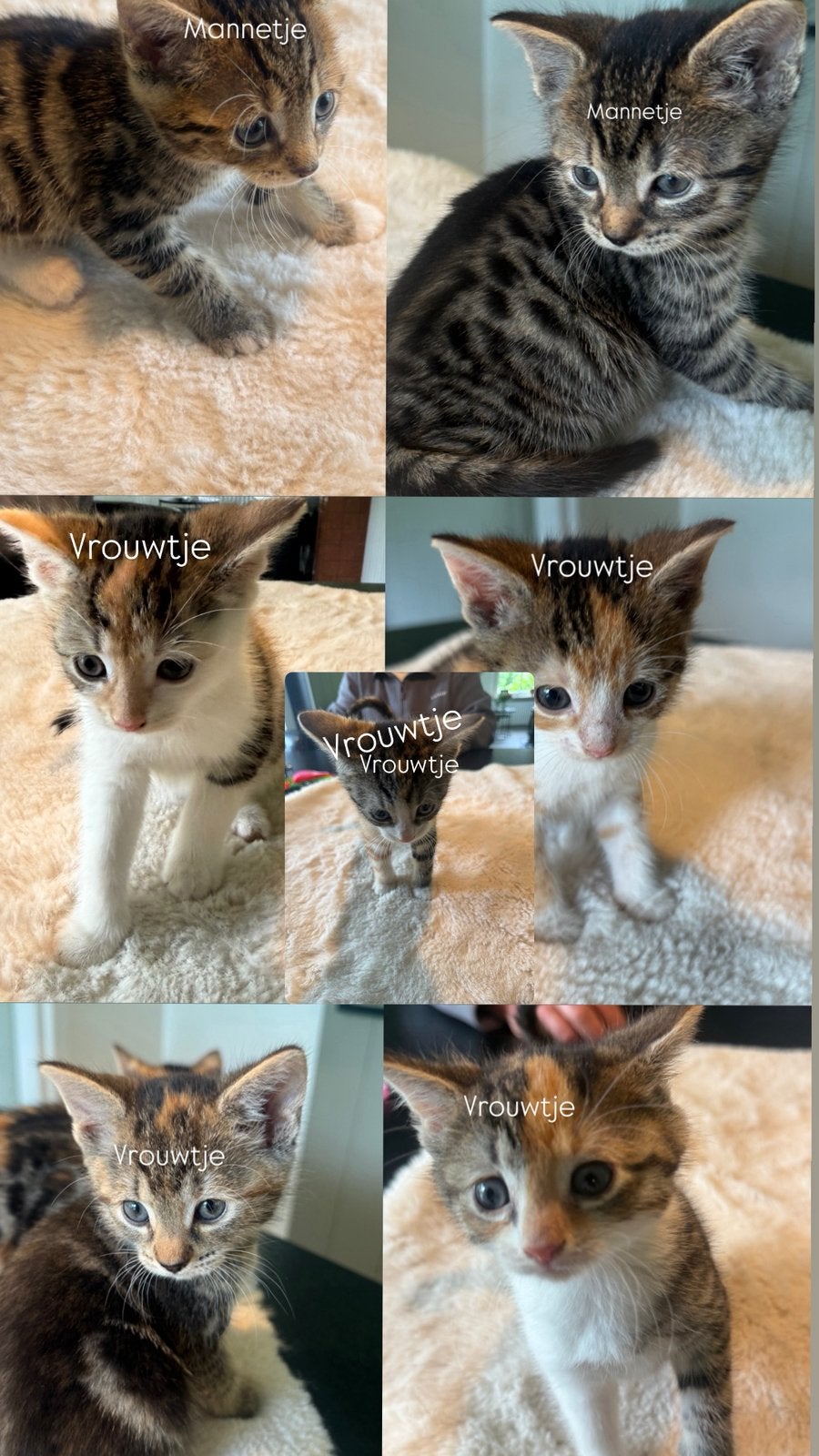 Europeese korthaar kittens, Dieren en Toebehoren, Katten en Kittens | Overige Katten, Meerdere dieren