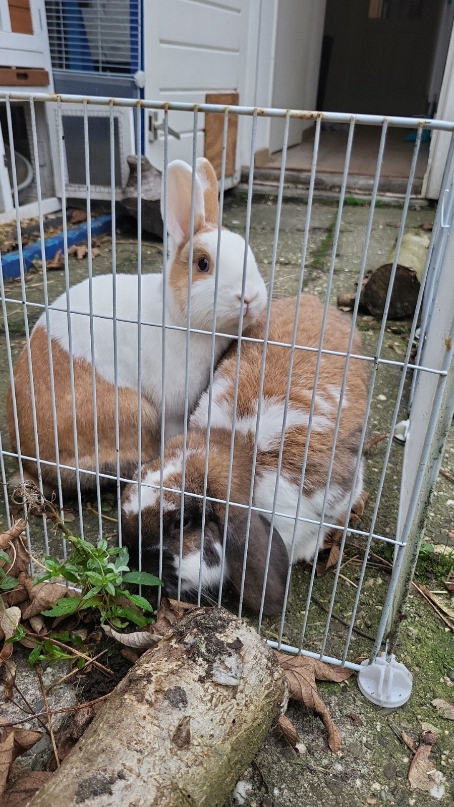 Koppeltje buiten konijnen, September, Meerdere dieren