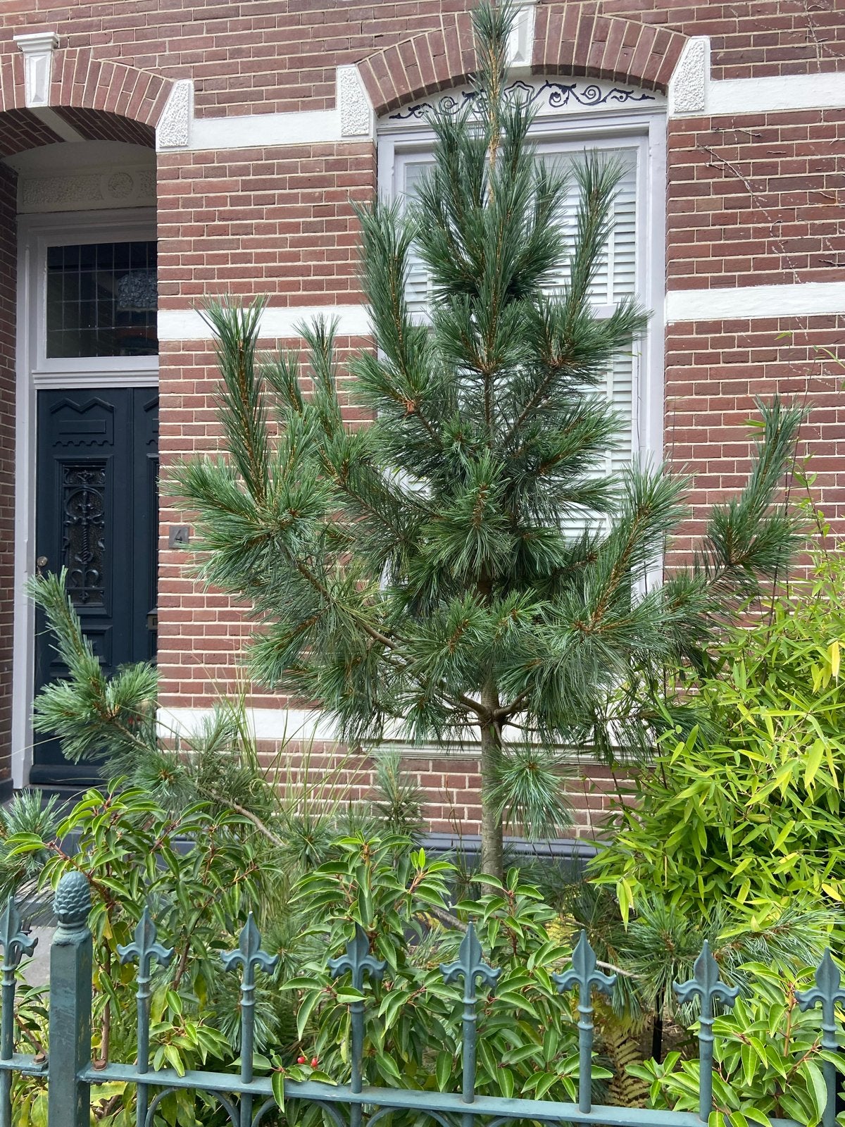 Macedonische den (Pinus peuce) - Jonge boom, Ophalen, Bloeit niet, Overige soorten, Volle zon