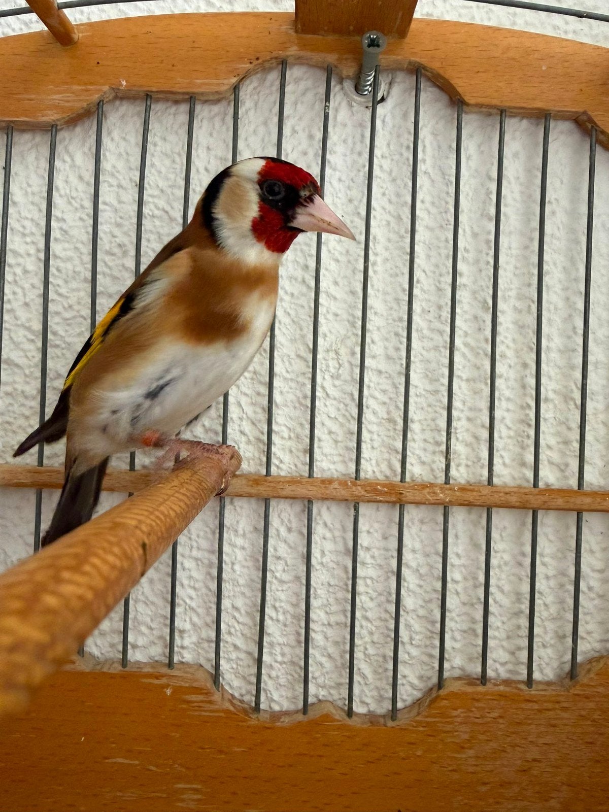 Parva putter, Dieren en Toebehoren, Vogels | Overige Vogels, Mannelijk, Wildzangvogel, Geringd