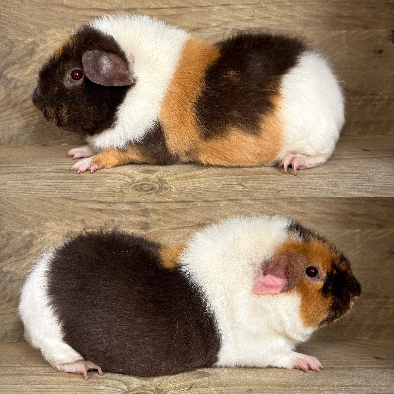 Us teddy zeugje choco buff wit, Dieren en Toebehoren, April, Vrouwelijk, Cavia