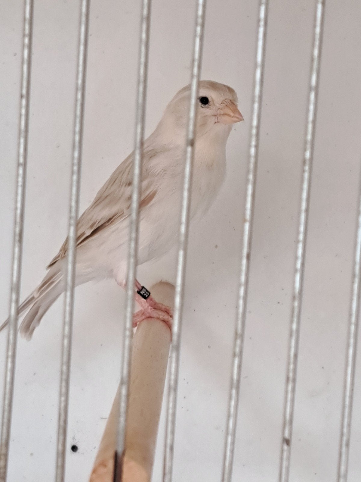 gezocht, Dieren en Toebehoren, Mannelijk, Kleurkanarie