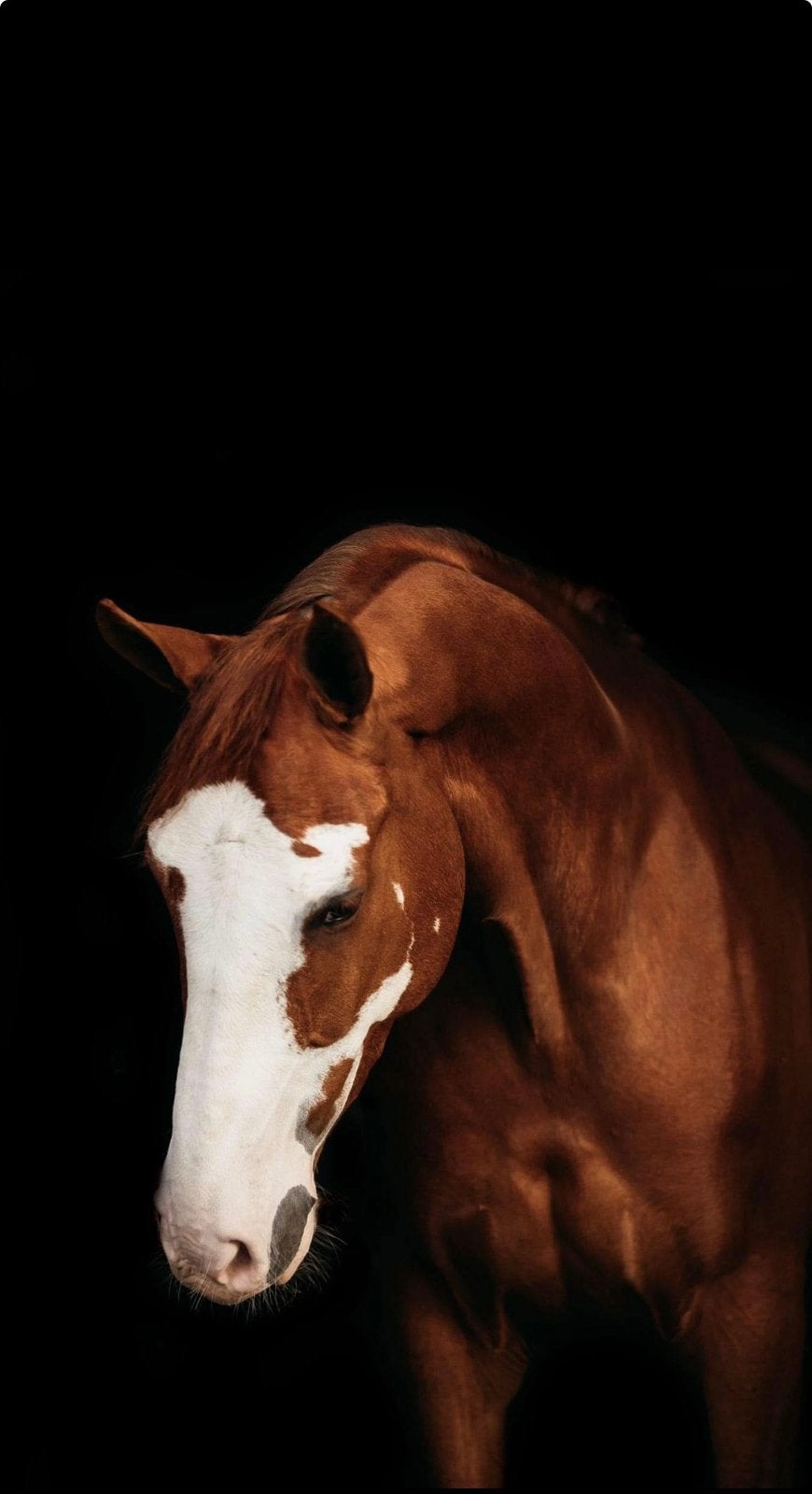 Nugget/Kokopelli DB jane merrie te koop!, Ophalen of Verzenden