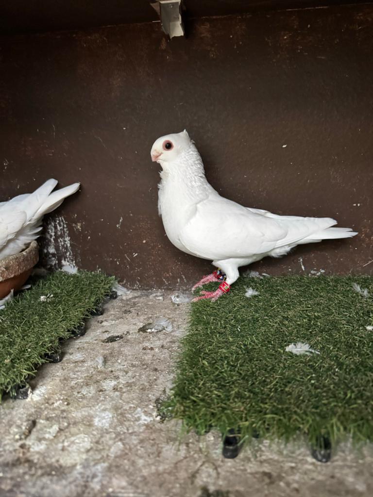 Syrische koppel duiven, Dieren en Toebehoren, Vogels | Duiven, Meerdere dieren, Overige soorten