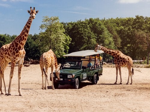 2x volwassen tickets safaripark beekse bergen, Twee personen, Ticket of Toegangskaart