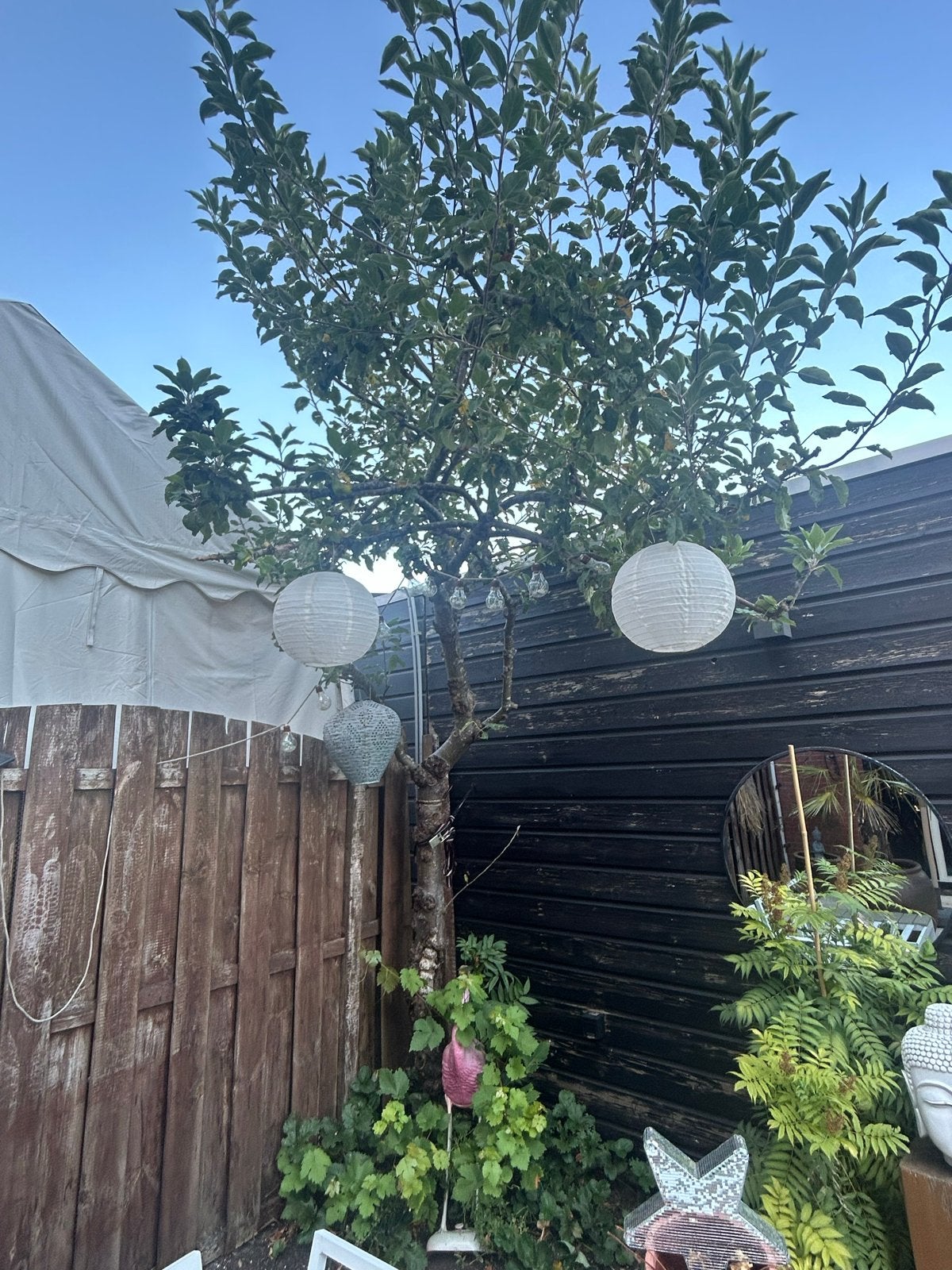 Appelboom - Ideaal voor tuin of terras, Tuin en Terras, Volle zon, Vaste plant, Ophalen of Verzenden, Fruitplanten