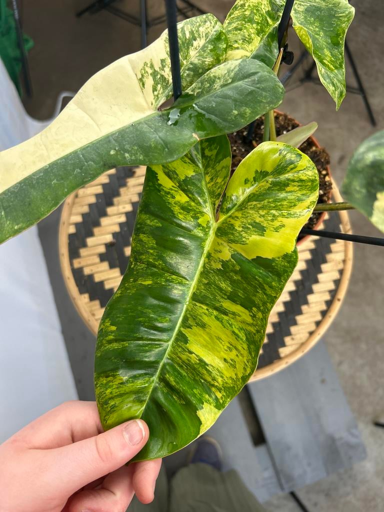 Philodendron Florida Beauty x Billiaetea - Zeldzaam!, Overige soorten, In pot, Minder dan 100 cm, Groene kamerplant