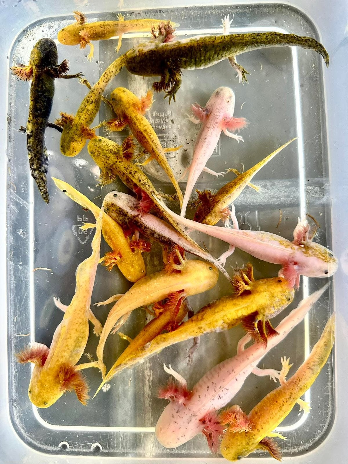 axolotl te koop verzenden mogelijk, Vis, Zoetwatervis