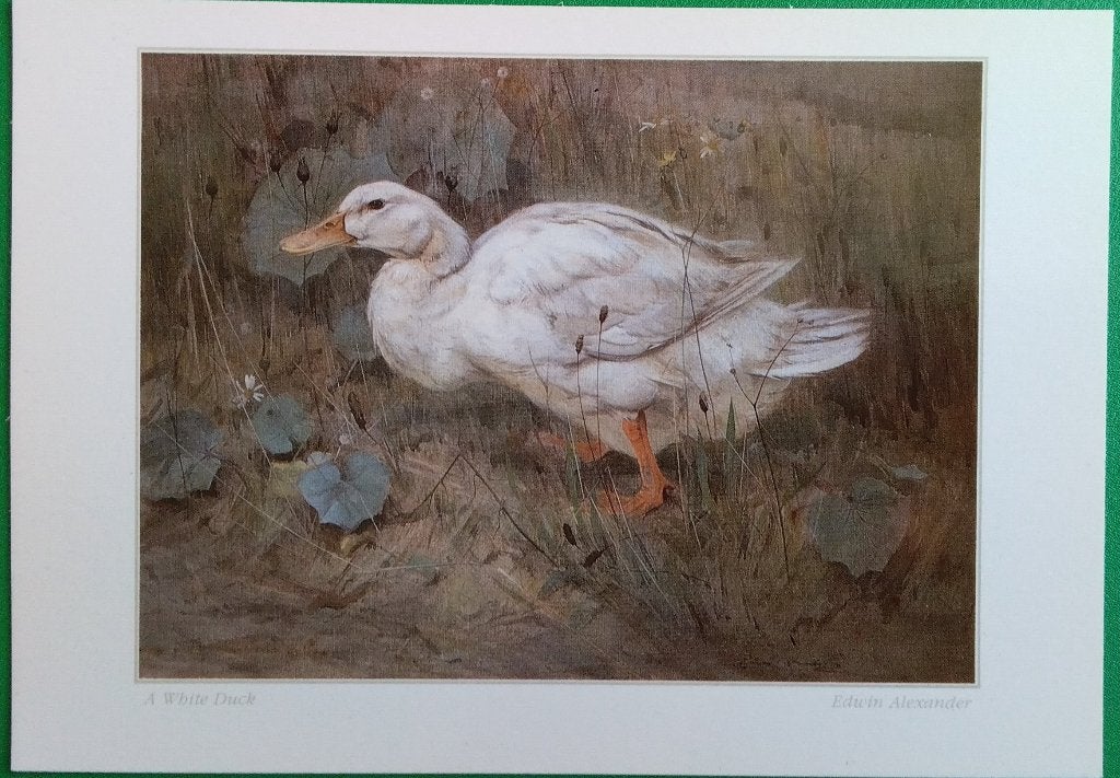 Edwin Alexander - A White Duck, Verzenden, 1980 tot heden, Ongelopen, Vogel