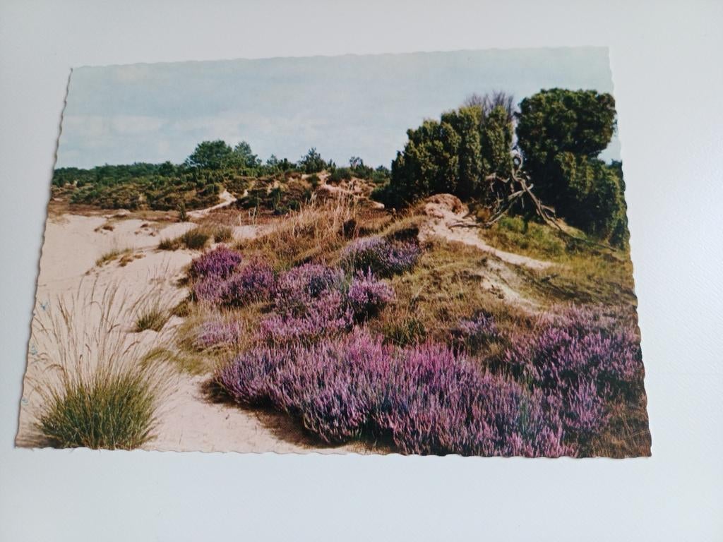 Ansichtkaart Appelscha, Kale Duinen, Ophalen of Verzenden, 1960 tot 1980, Ongelopen, Friesland