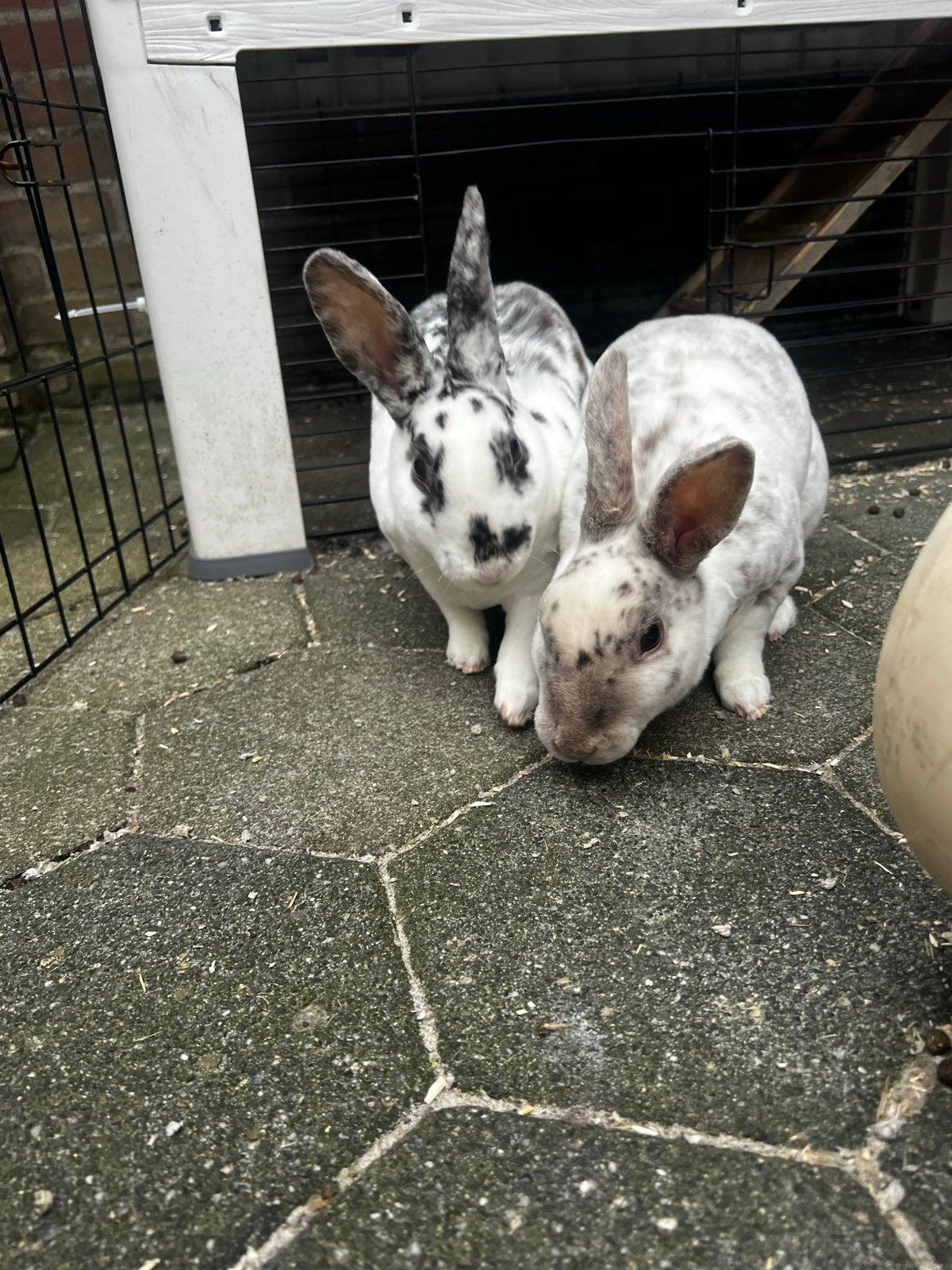Voedsters rex konijnen, Dieren en Toebehoren, Konijnen, Klein, Vrouwelijk, 0 tot 2 jaar