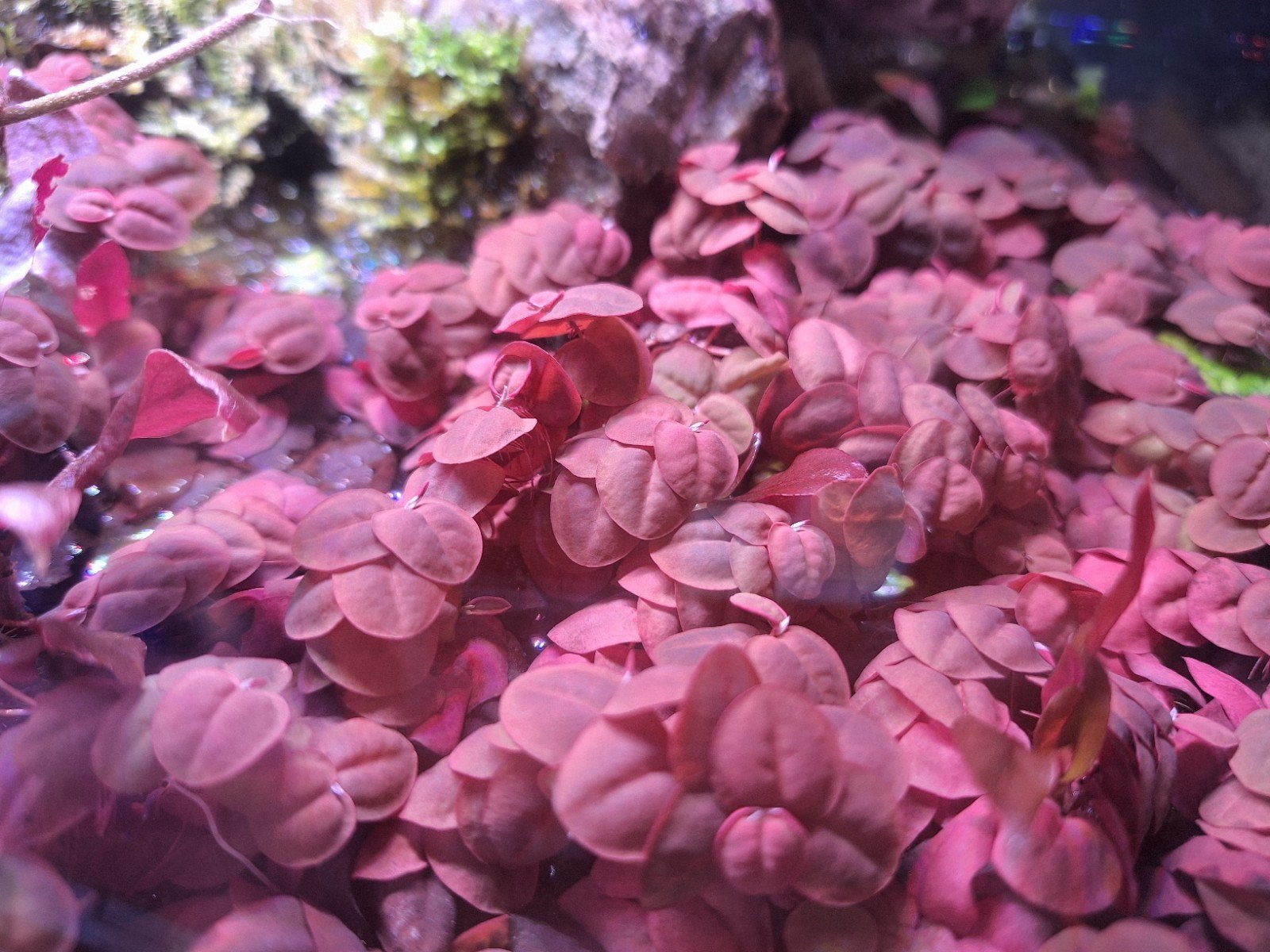 Drijfplant Phyllanthus Fluitans te koop, Ophalen, Plant(en), Steen of Hout