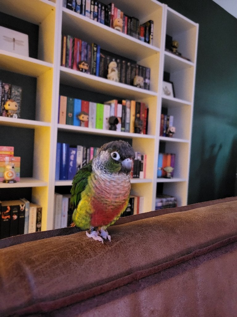 Pyrrhura Gimli zoekt een nieuw huis, Dieren en Toebehoren, Geslacht onbekend, Papegaai, Geringd