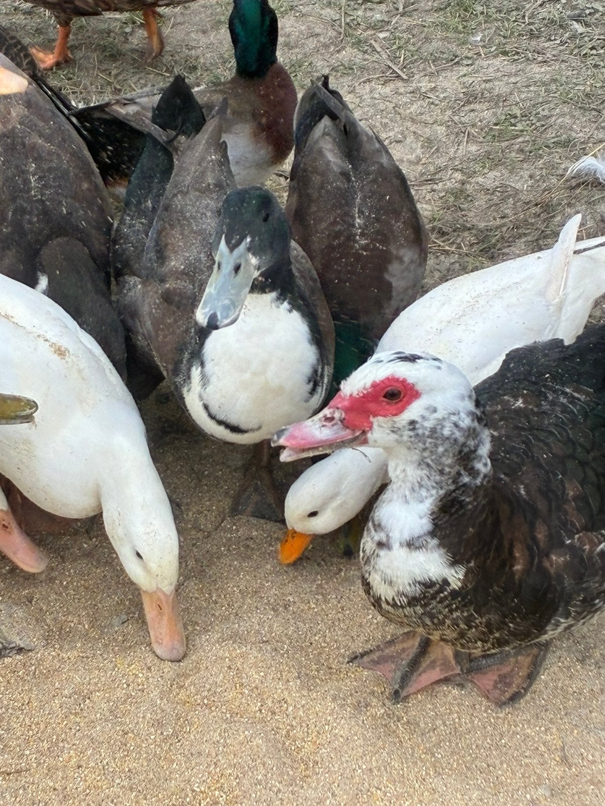 Diverse eendjes, Geslacht onbekend, Eend