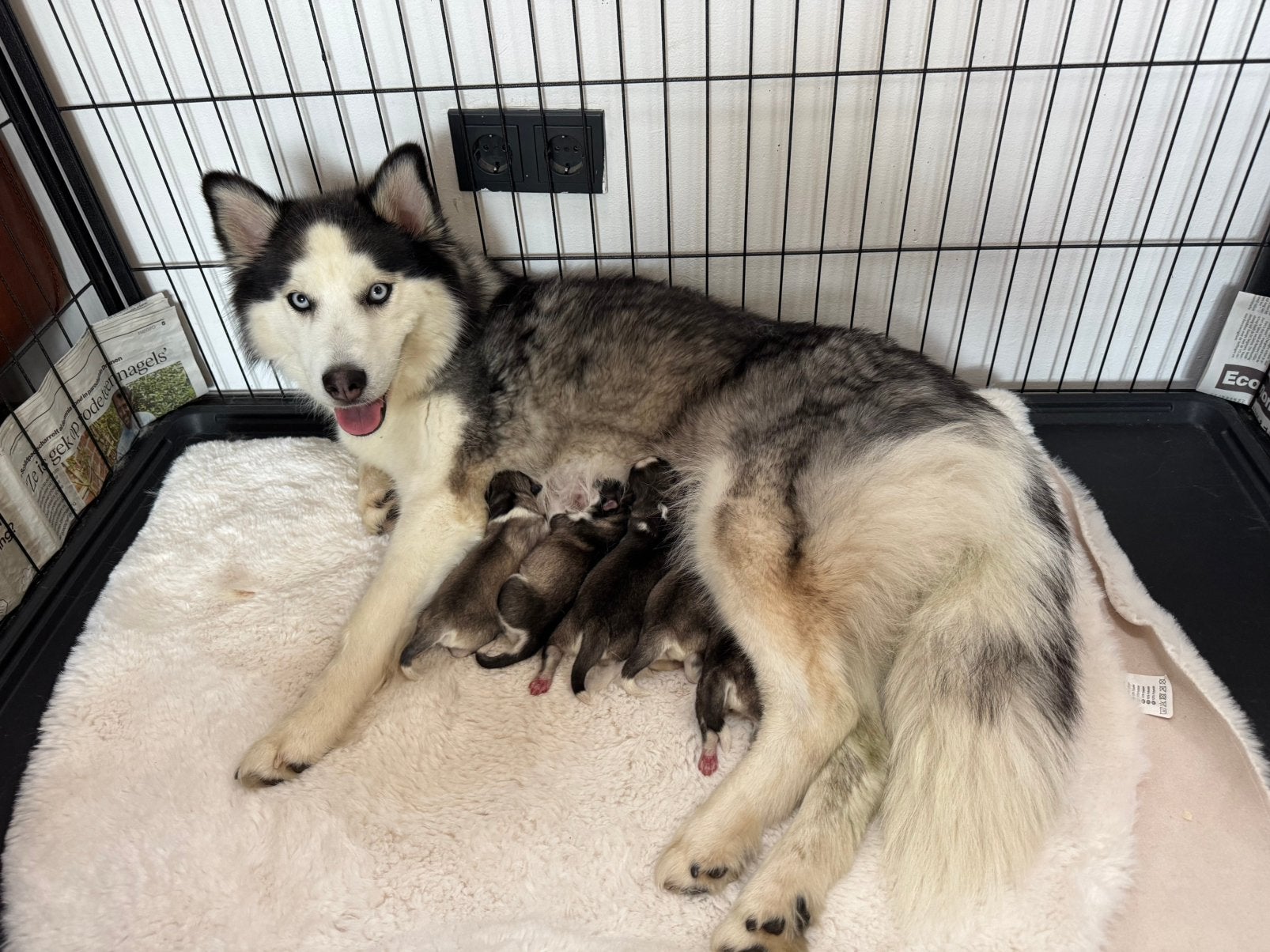 Pomsky pups mogen op 25 oktober hun nestje verlaten, Dieren en Toebehoren, Parvo, Nederland, 8 tot 15 weken, Poolhond
