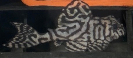 Hypancistrus seideli L236 - Adults, Vis, Zoetwatervis