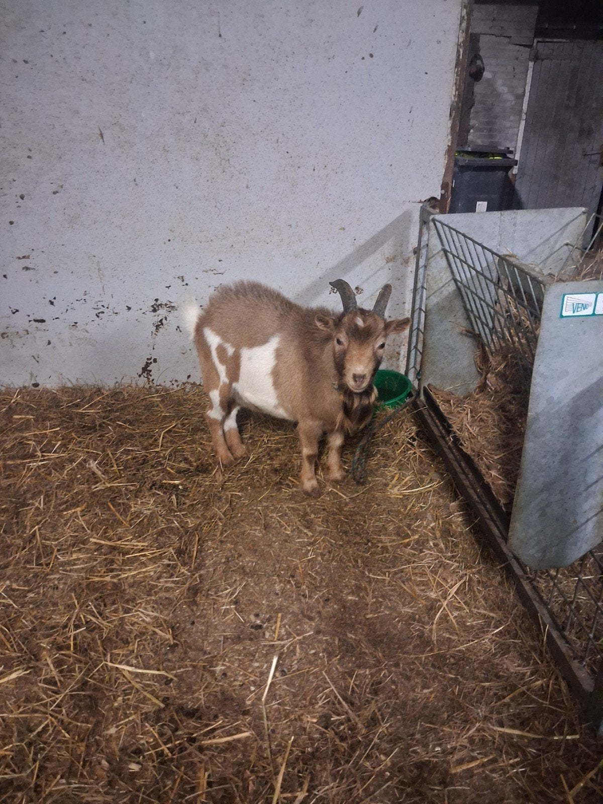 te huur mooie dwerg dek bok, Dieren en Toebehoren, Mannelijk, Geit, 0 tot 2 jaar