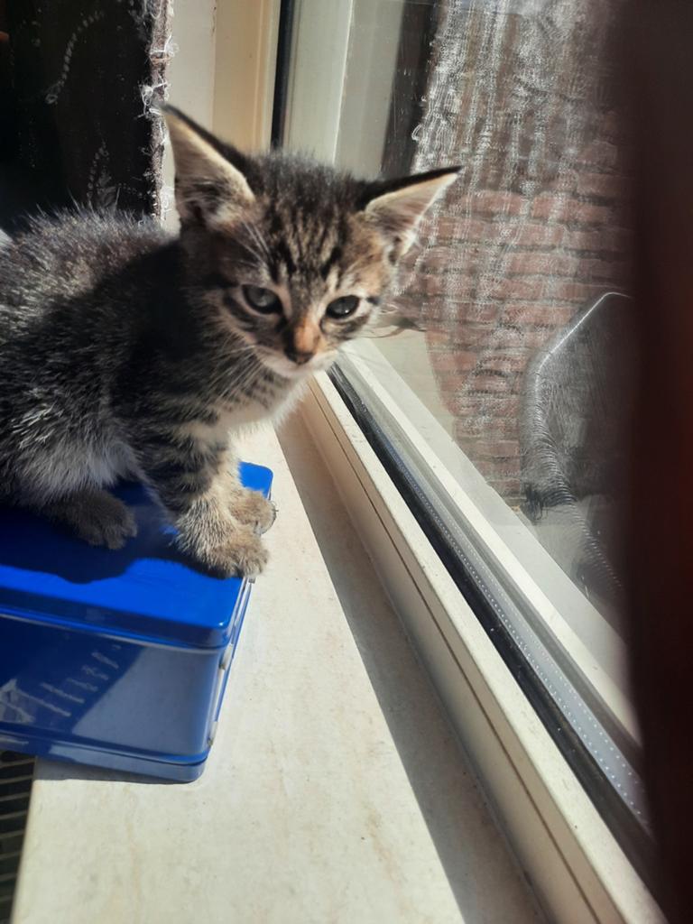 Mooie, lieve kitten. Katertje, Kater