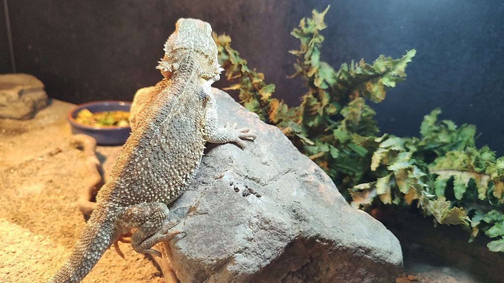 1.0 Pogona vitticeps - baardagame Bearded Dragon photo 3