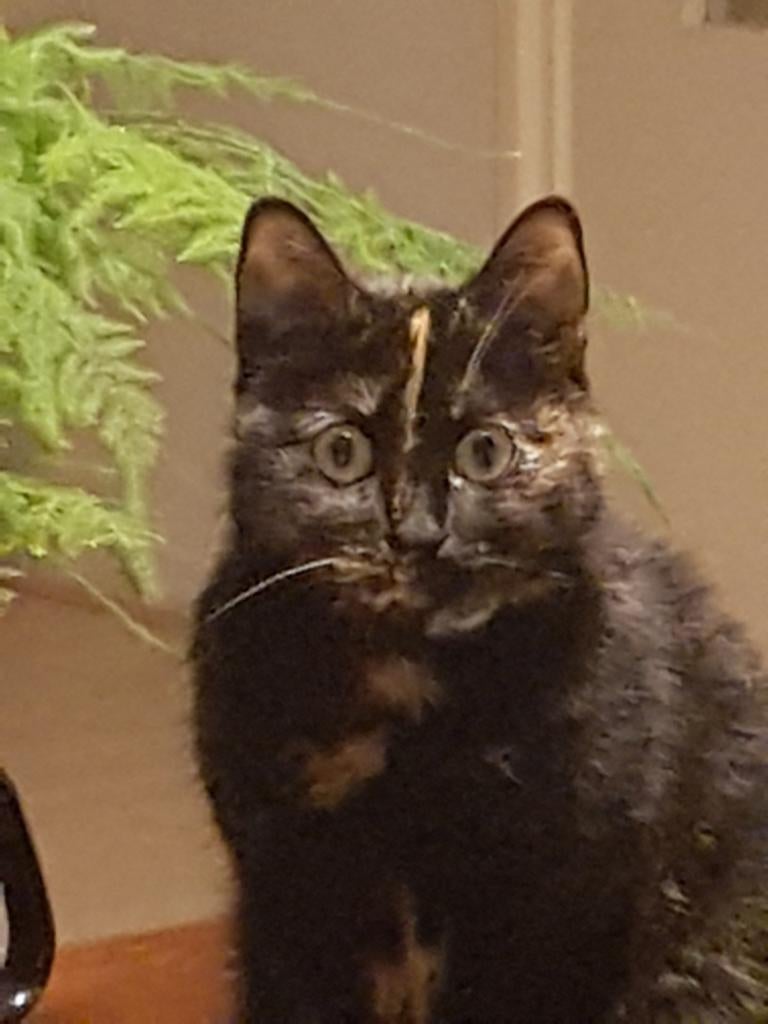 Dieren oppas, Ophalen of Verzenden, Zo goed als nieuw, Katten