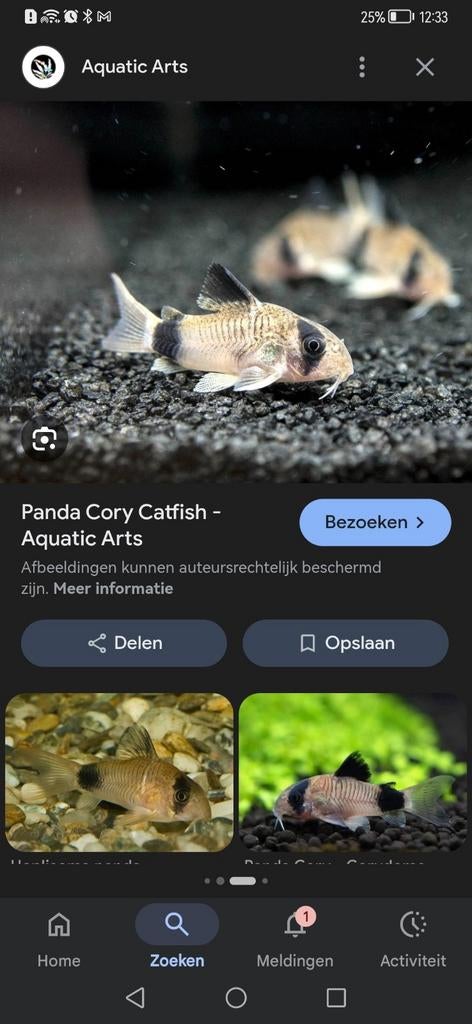 Gezocht, corydoras panda, Dieren en Toebehoren, Vis