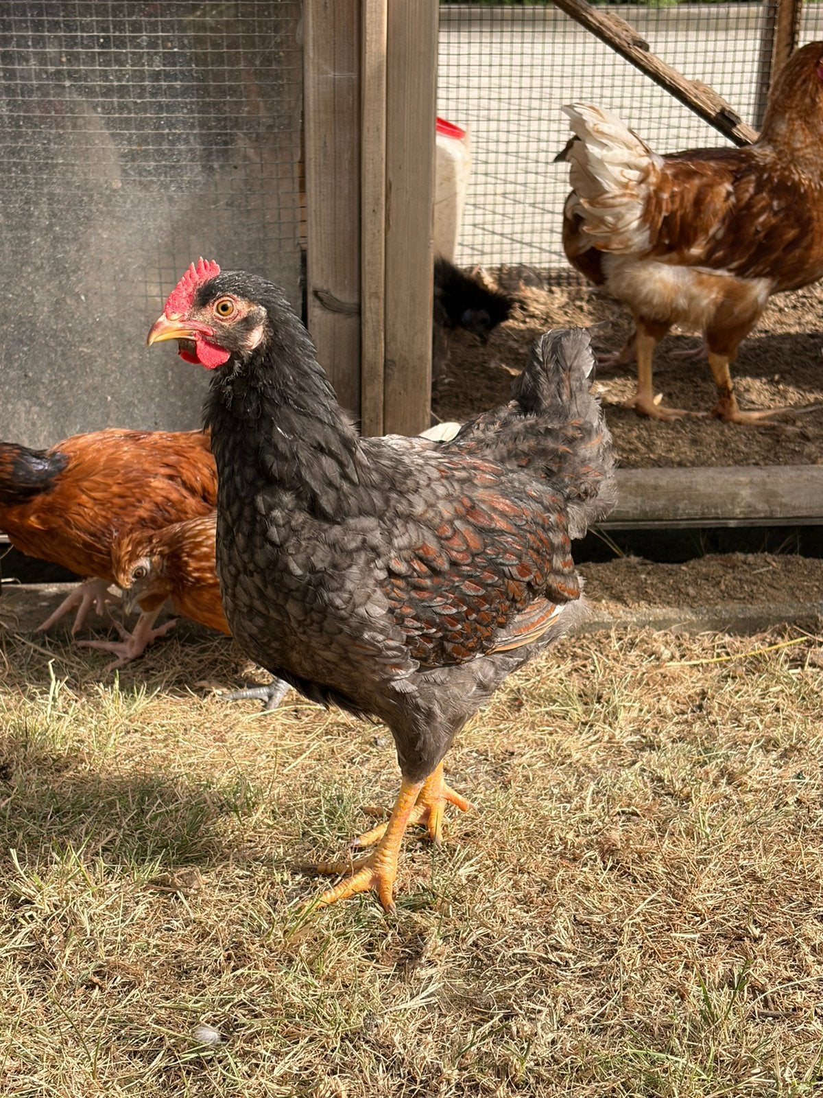 Barnevelder haan Blauw gezoomd, Dieren en Toebehoren, Pluimvee, Mannelijk, Kip