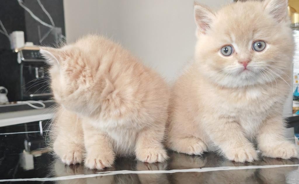 2 Brits kort-langharige. Gereserveerd allebei., Kater, Ontwormd