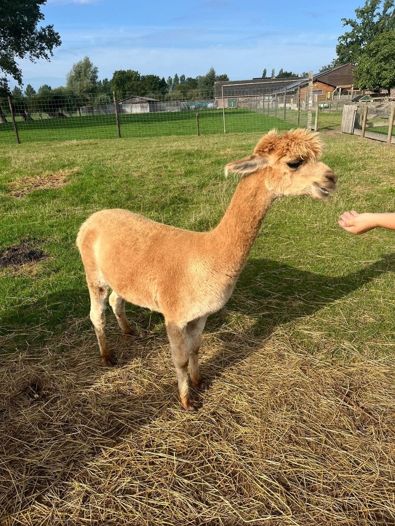Mooie lichtbruine alpaca merrie Guusje, halstermak, Mei, Vrouwelijk