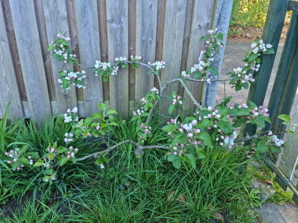 Prachtig klein appelboompje circa 60cm Afgelopen jaar appels, Ophalen, Minder dan 100 cm, Overige soorten, Zomer