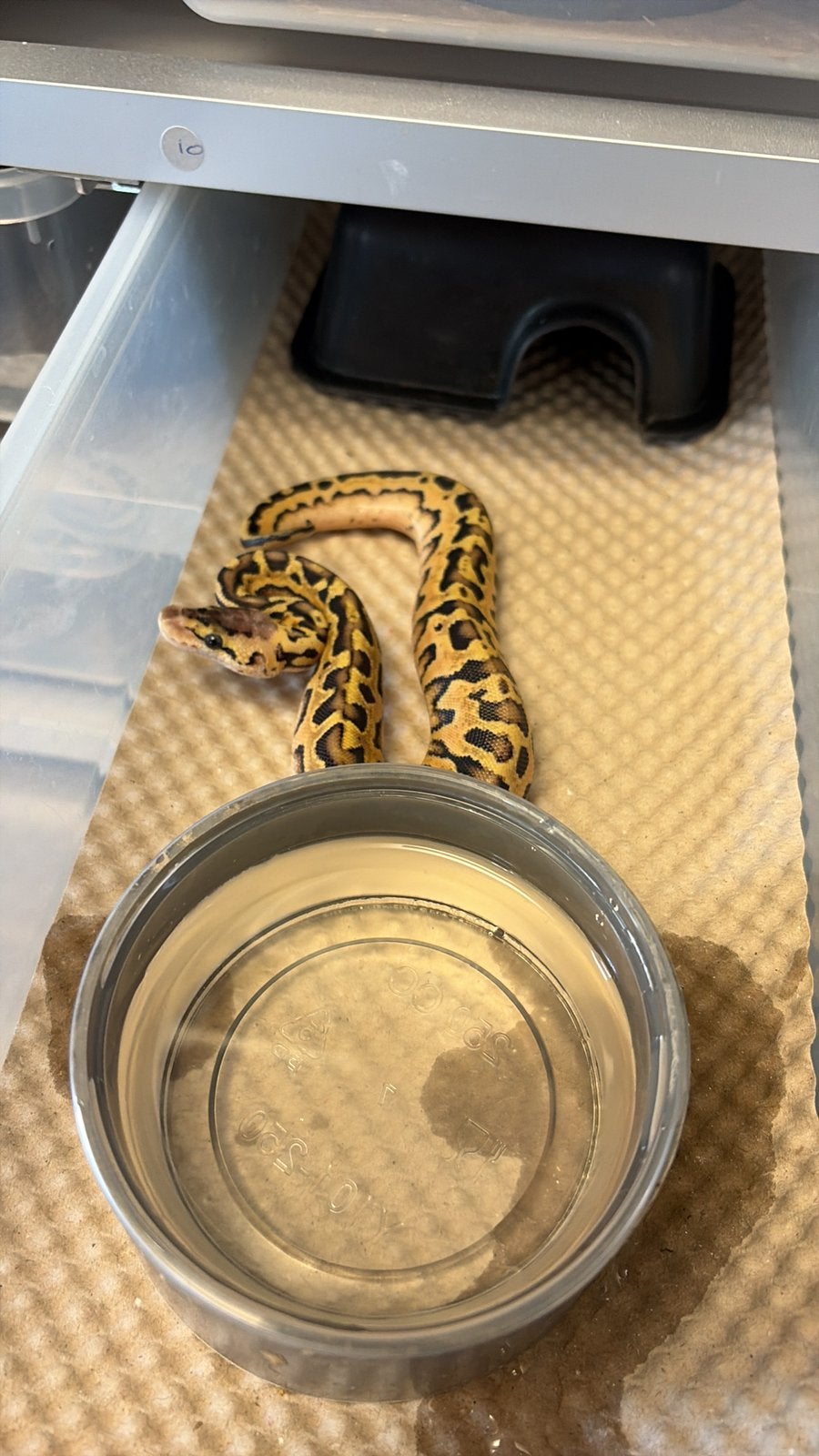 Python regius puzzle Ball Python photo 8