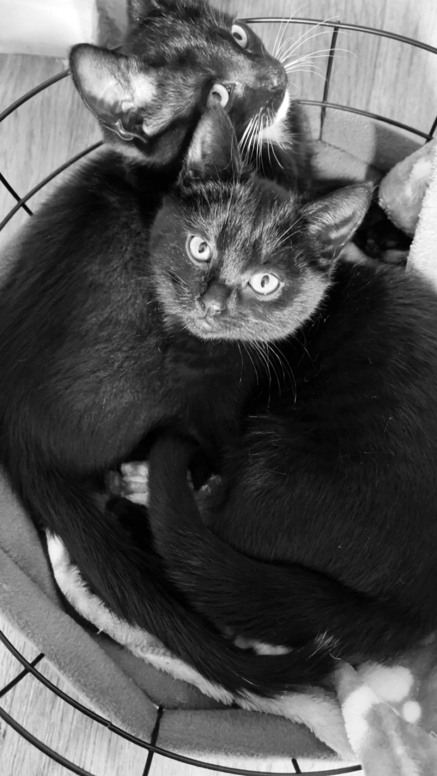 1 kat en 2 kittens te koop, Dieren en Toebehoren