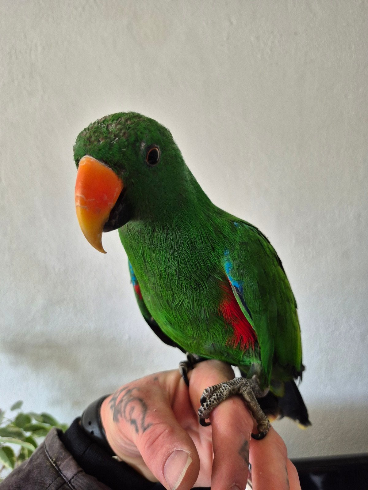 Hele lieve tamme edel papegaai. 7 jaar oud., Mannelijk, Papegaai, Pratend