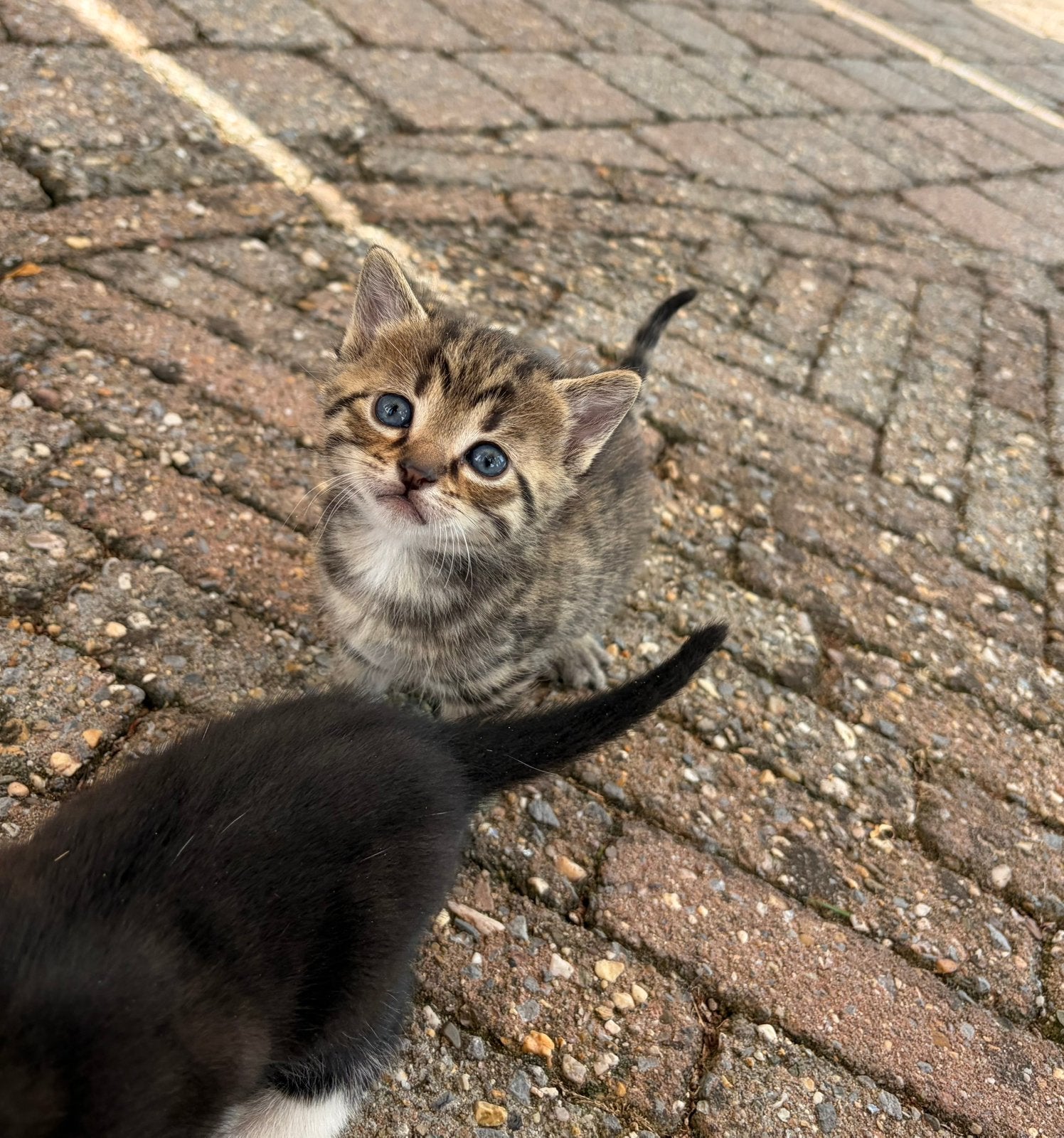 Lieve kittens, Dieren en Toebehoren, Katten en Kittens | Overige Katten, Kater, Kortharig, 0 tot 2 jaar