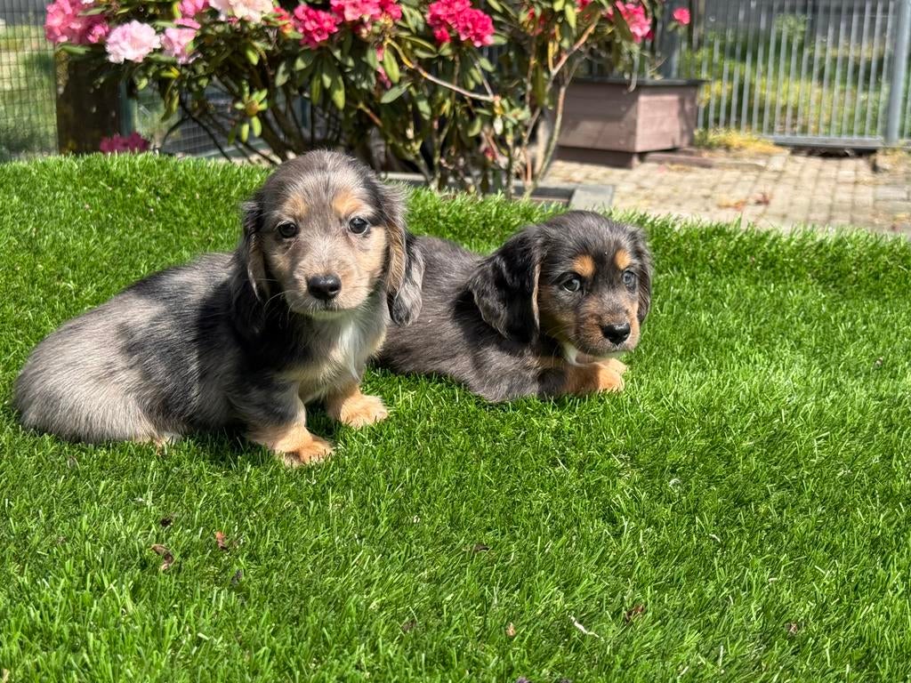 Blue merle langharige dwerg teckel pups tekkel, Nederland, Parvo, 8 tot 15 weken, Dwerg