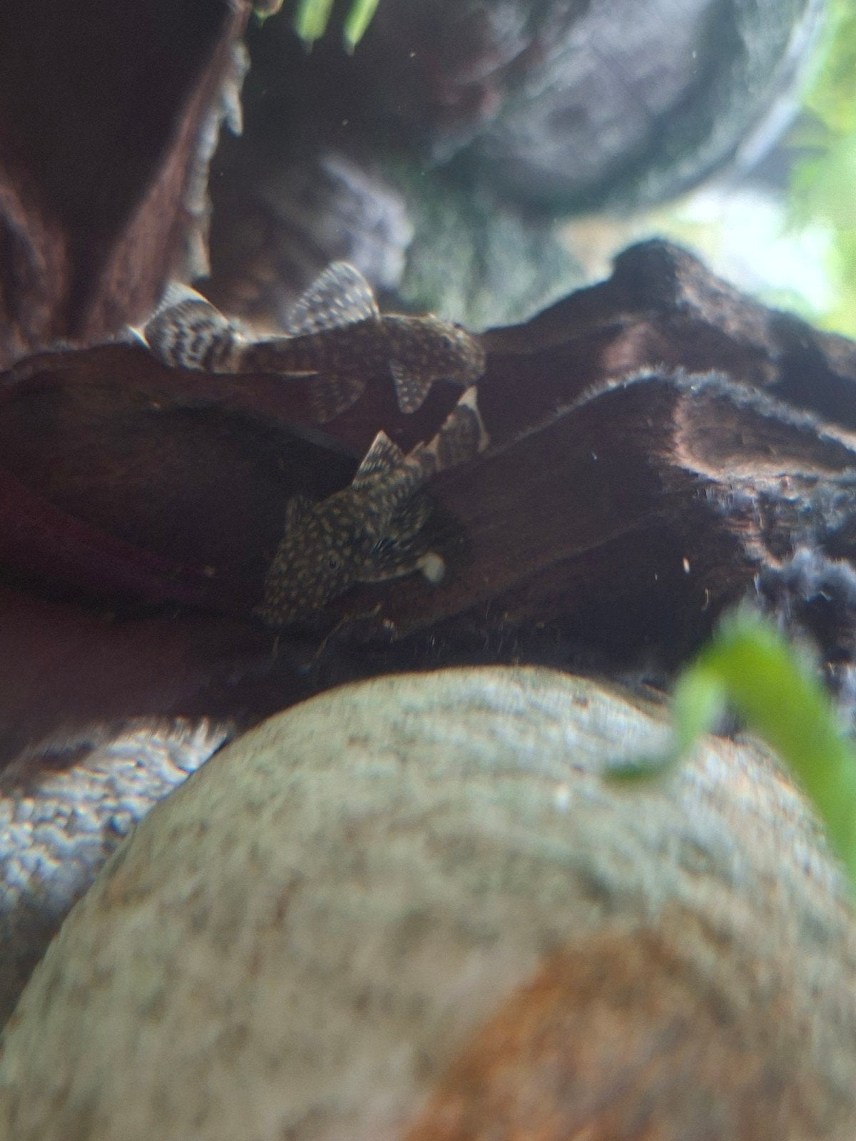 ancistrussen en guppen, Dieren en Toebehoren, Vissen | Aquariumvissen, Zoetwatervis, Vis, Schoolvis